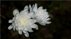 iPhone 17系列价格曝光：仅一款不涨价 其余均上调超350元